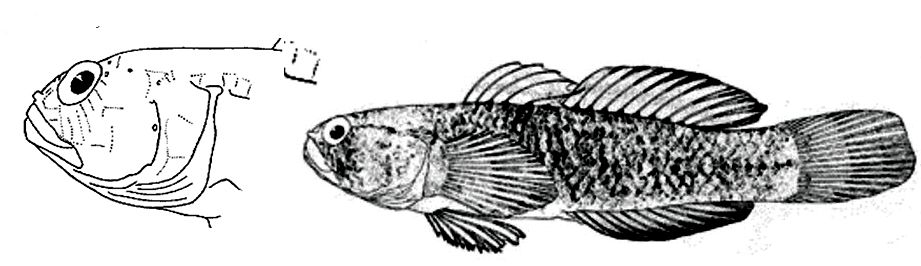 Millerigobius macrocephalus_01.jpg
